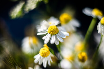 Wald, Blumen und mehr. Draussen ist es am schönsten.