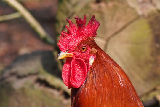 Domestic chicken, portrait rooster, Mecklenburg-Western Pomerania
