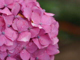 ピンクの紫陽花