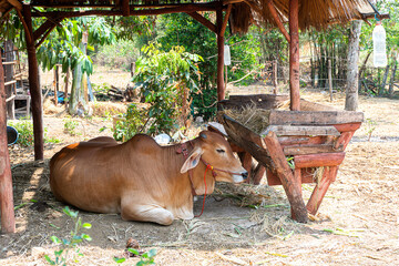 One cow lay in a wooden stable with straw in the food trough. - obrazy, fototapety, plakaty