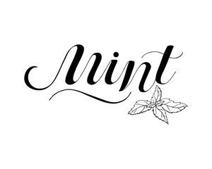 Mint Hand written Black script thin Typography text lettering and Calligraphy phrase isolated on the White background. Design of spice, ingredient, medicinal herb for label, tea, menu, logo.