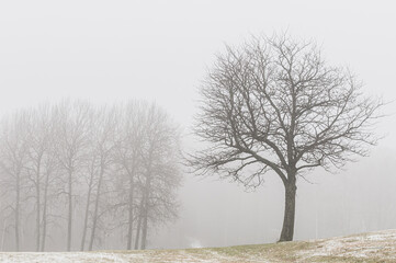 Trees on misty golf course at winter