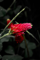 flower, nature, flowers