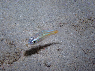 透明なイシモチ