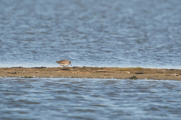 Redshank, Tringa totanus, walks on a sandbar. The bird is looking for food in the sand