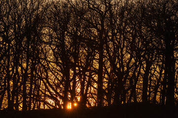 Sun setting behind trees, Sweden