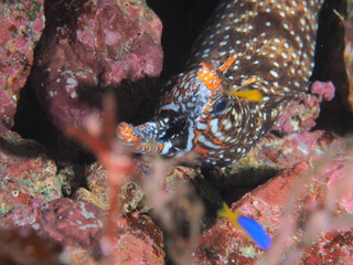 大口を開けるトラウツボ