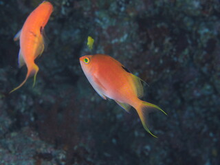 水面に向かうサクラダイ