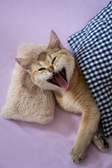 British cat lies under the covers like a child and yawns with open mouth