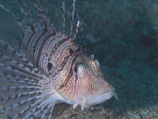 佇むミノカサゴ