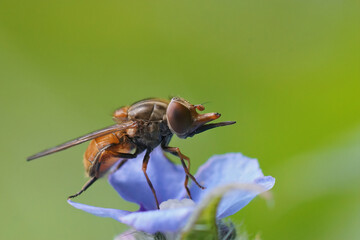 Closeup of a common snoutfly (Rhingia campestris) on a blue flower of Pentaglottis sempervirens
