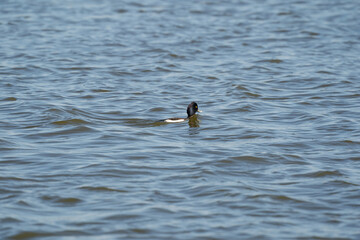 Tufted duck male swims in the water. Shiny water droplets on the feathers and head. The rippling water is dark blue