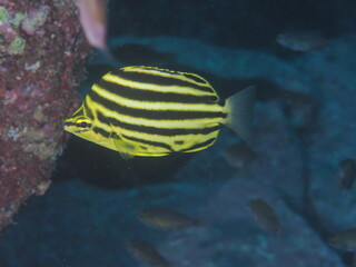 阪神タイガーズみたいな魚