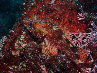 擬態するカサゴ