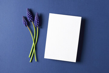 Invitation or greeting card mockup with spring blue muscari flowers - obrazy, fototapety, plakaty