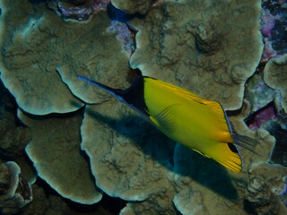 フエヤッコダイ