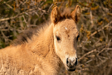 Head of a konik horse foal. The cute young animal looks straight into the camera. In the golden reeds © Dasya - Dasya