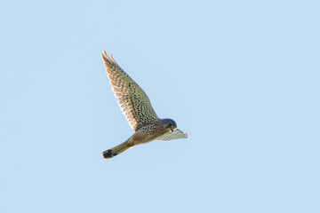 A Kestrel bird of prey hovers against a beautiful blue sky. hunting for prey