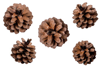Group of pine cone isolated on a white background. Materials for decoration in various festivals...