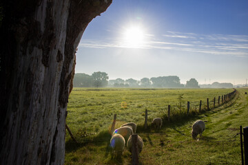 Morgens am Elbdeich in Wedel (bei Hamburg)