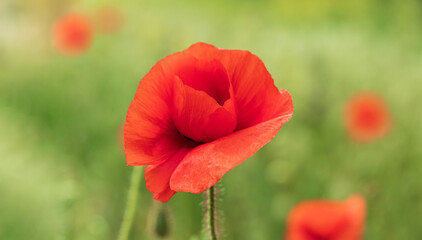 one scarlet poppy flower among the wheat field in summer
