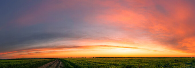 Fototapeta na wymiar panoramic sunrise with cirrus clouds illuminated by sunbeams, young wheat field at sunset