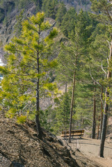 Close-up of a pine tree, in the background a bench. Tourism concept.