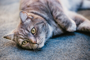Portrait einer grau getigerten Katze mit gelben Augen und Blick zur Seite
