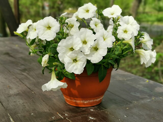 A flower pot with a white petunia on a brown wooden table in the park on Elagin Island in St. Petersburg..