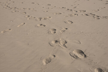 Human,bird and dog footprint on the beach.