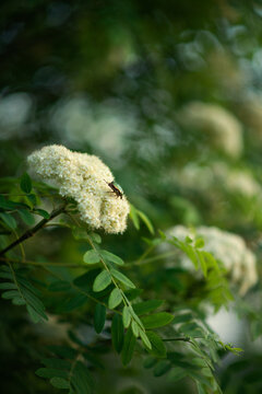 Photo of a flowering mountain ash bush with a beetle on a branch.