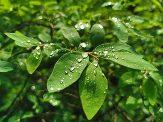 Drops of water on the green leaves of a shrub, shining in the sun, in the park on Elagin Island of St. Petersburg..