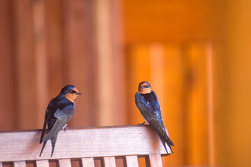 Perched welcome swallows on the Atherton Tableland in Tropical North Queensland, Australia