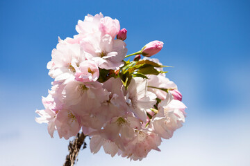 Pink cherry blossoms on a tree branch on a blue sky background, spring background