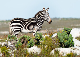 Cape Mountain Zebra Stallion