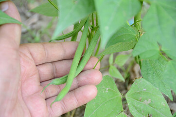 the green beans with hand and plant in the farm.