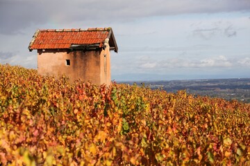 Vineyards in Morgon, Beaujolais during the autumn season, France	