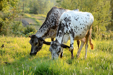 the pair of white brown cows eating grass together in the grass ground.