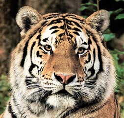 Lying tiger looking at camera