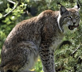 Naklejka premium Lynx sits sticking out its tongue