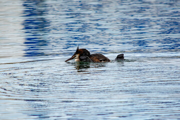 Fototapeta premium perkoz