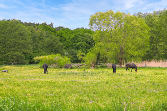 Horses on paddock in Zeesen, federal state Brandenburg, Germany