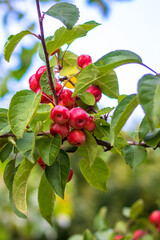 Malus sylvestris growing miniature apples