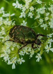 bug on a leaf