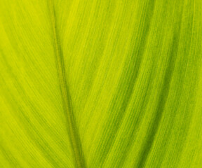 Abstract closeup of green leaf in garden wallpaper