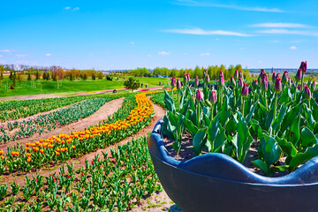 The beautiful spring tulip arboretum - obrazy, fototapety, plakaty