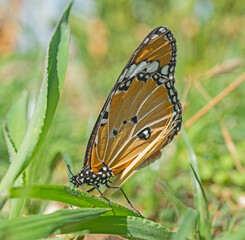 Closeup detail of monarch butterfly on grass leaf
