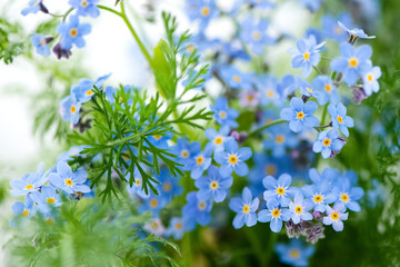 Blooming blue forget-me-not flowers floral summer background