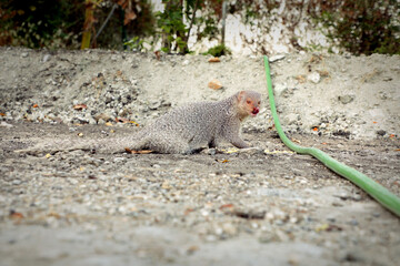 meerkat on the ground