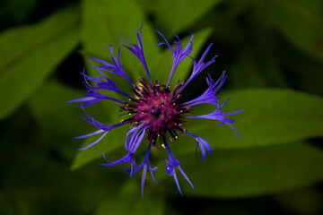 Purple flower, macro photography, green background